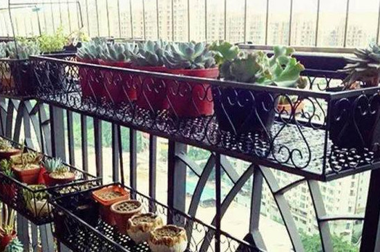 阳台全玻璃如何养多肉