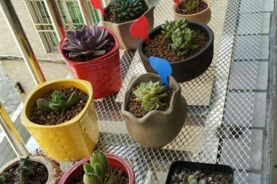 阳台全玻璃如何养多肉