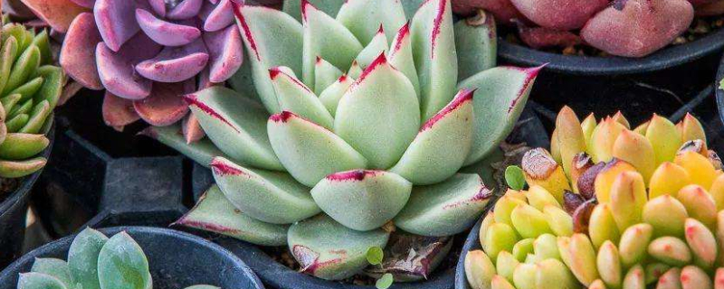 多肉叶插如何种植