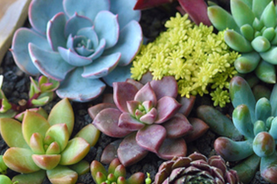 多肉叶插如何种植