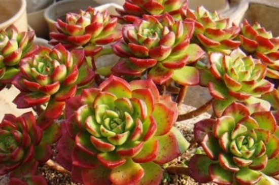 多肉叶插如何种植