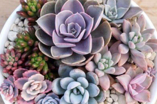 多肉叶插如何种植