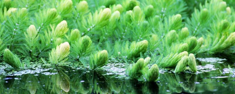 水生植物如何养