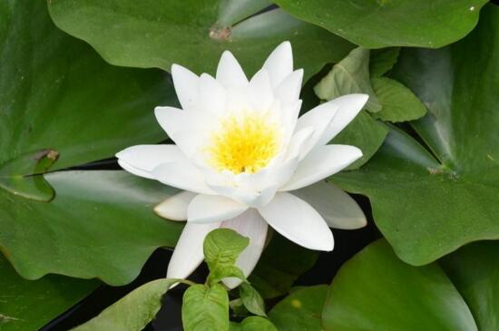 水生植物如何养