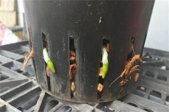 如何使用椰壳粒种花