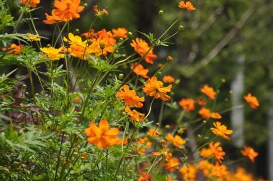 黄秋英的养殖办法及留意事项