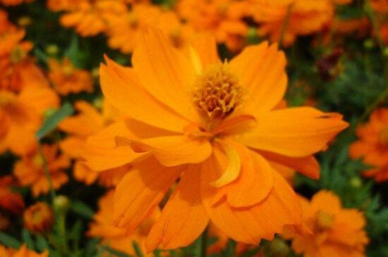 黄秋英的养殖办法及留意事项