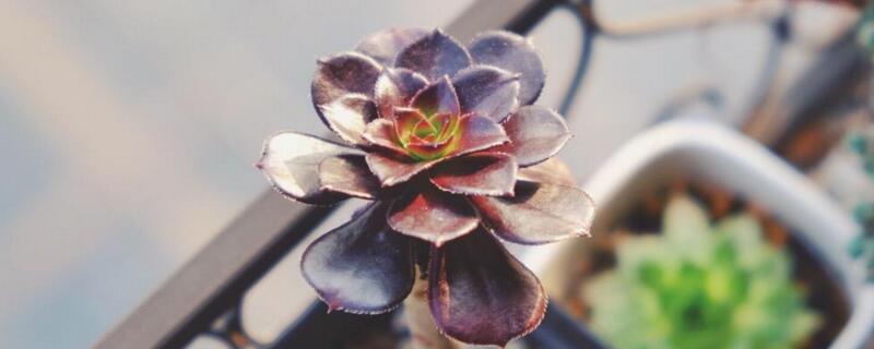 黑法师冬季如何养