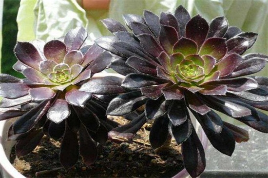 黑法师冬季如何养