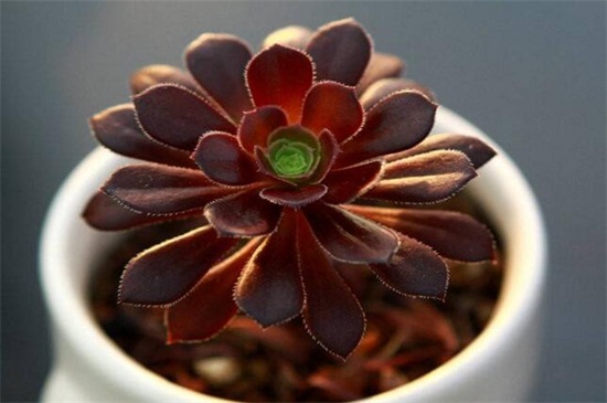 黑法师冬季如何养