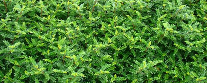 胡椒木叶子发黄掉落如何办