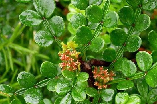 胡椒木叶子发黄掉落如何办