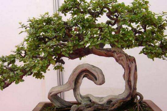 胡椒木叶子发黄掉落如何办