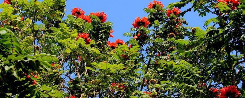 火焰树的养殖办法和留意事项