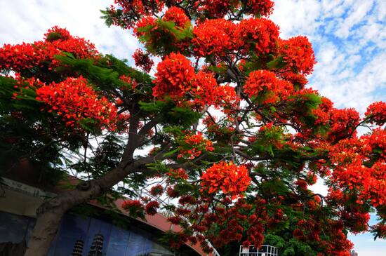 火焰树的养殖办法和留意事项