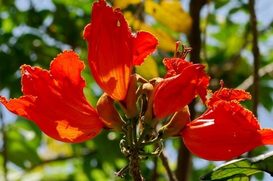 火焰树的养殖办法和留意事项