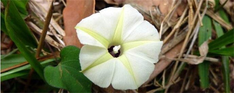 月光花的养殖办法和留意事项