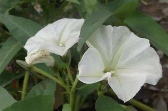 月光花的养殖办法和留意事项