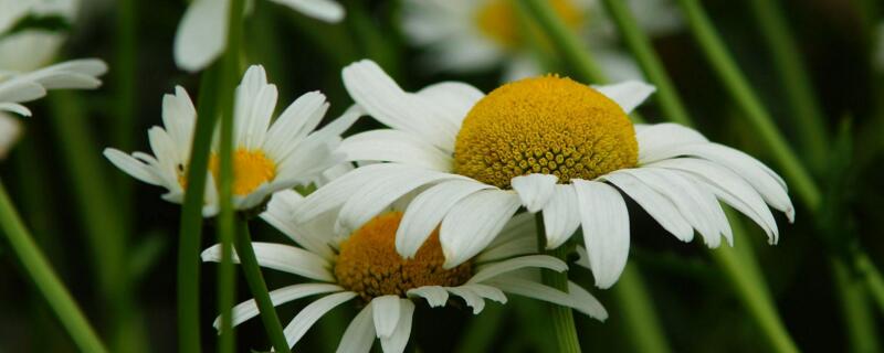 狗娃花的养殖办法和留意事项