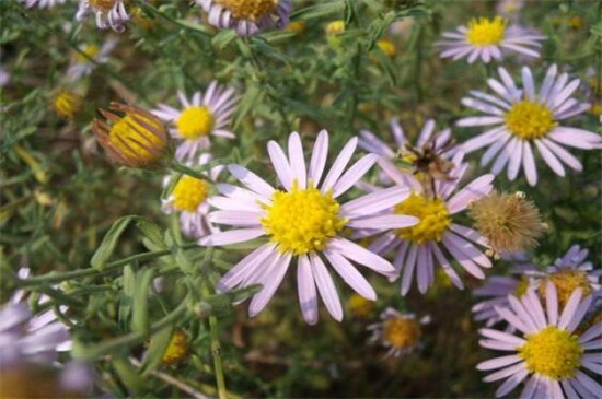 狗娃花的养殖办法和留意事项