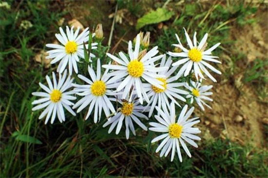 狗娃花的养殖办法和留意事项