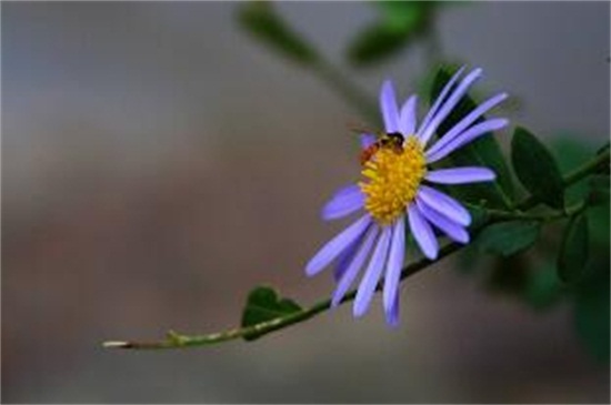 狗娃花的养殖办法和留意事项