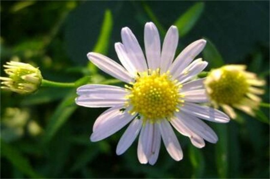 狗娃花的养殖办法和留意事项