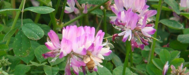 紫云英的养殖办法和留意事项