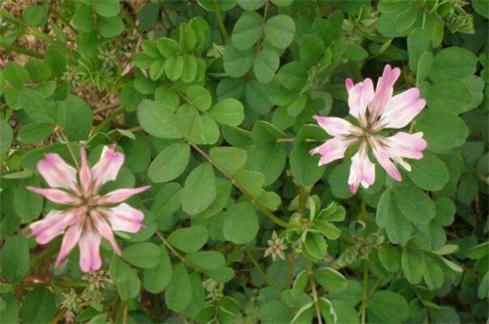 紫云英的养殖办法和留意事项