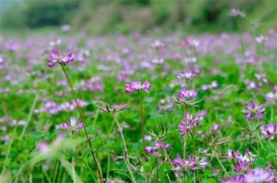 紫云英的养殖办法和留意事项