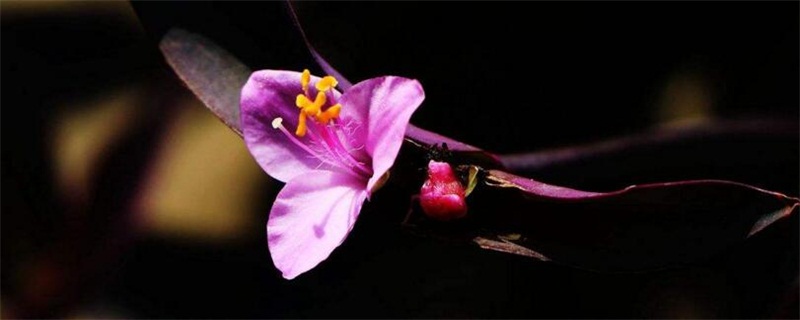 紫竹梅如何修剪