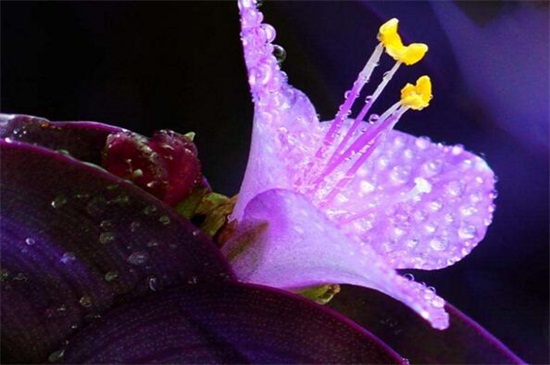 紫竹梅如何修剪