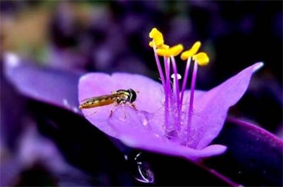 紫竹梅如何修剪