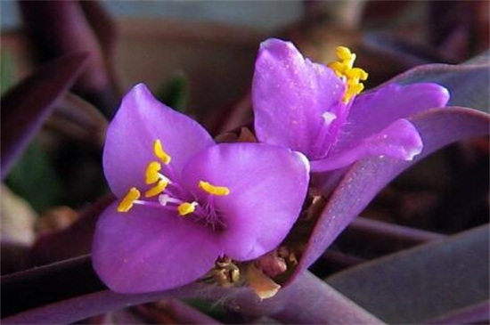 紫竹梅如何修剪