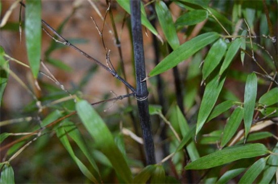紫竹的养殖办法和留意事项