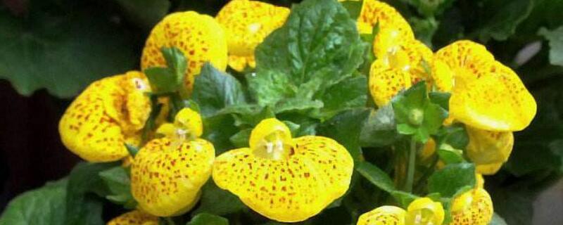 荷包花如何浇水