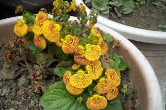 荷包花如何浇水