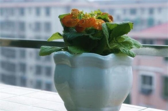 荷包花如何浇水