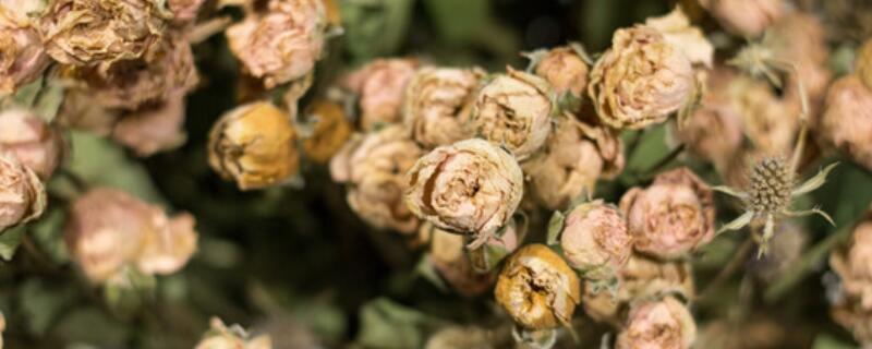 如何制作干花