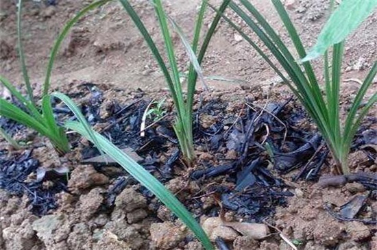 草木灰的作用,增强土壤的碱性矿质元素