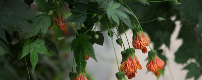 金铃花的养殖办法和留意事项