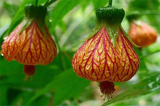 金铃花的养殖办法和留意事项