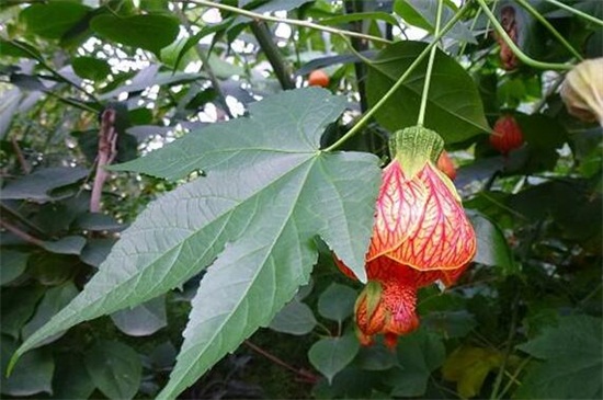 金铃花的养殖办法和留意事项