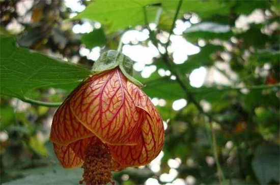 金铃花的养殖办法和留意事项