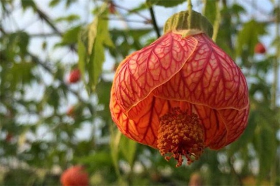 金铃花的养殖办法和留意事项