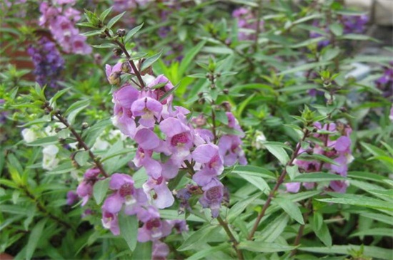 香彩雀能过冬吗