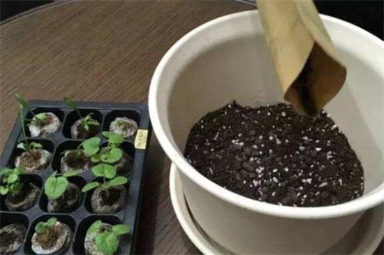 珍珠岩养花留意事项,混搭其它土壤量不宜多