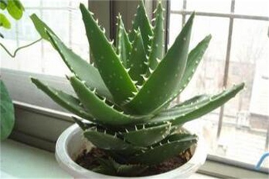 卧室放什么花有助睡眠