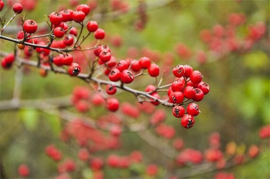 万圣节花环制作办法，四个步骤具体教你制作