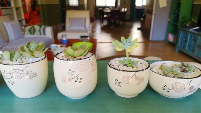 冬季如何养花不会死